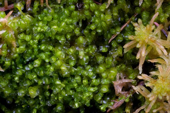 Mylia anomala